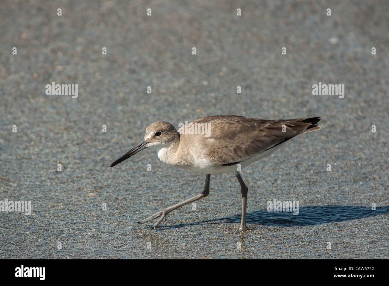 Shorebird guado attraverso la sabbia dopo che un'onda entra. Foto Stock