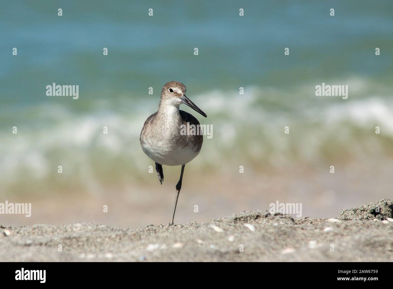 Uccello in piedi su una gamba. Foto Stock