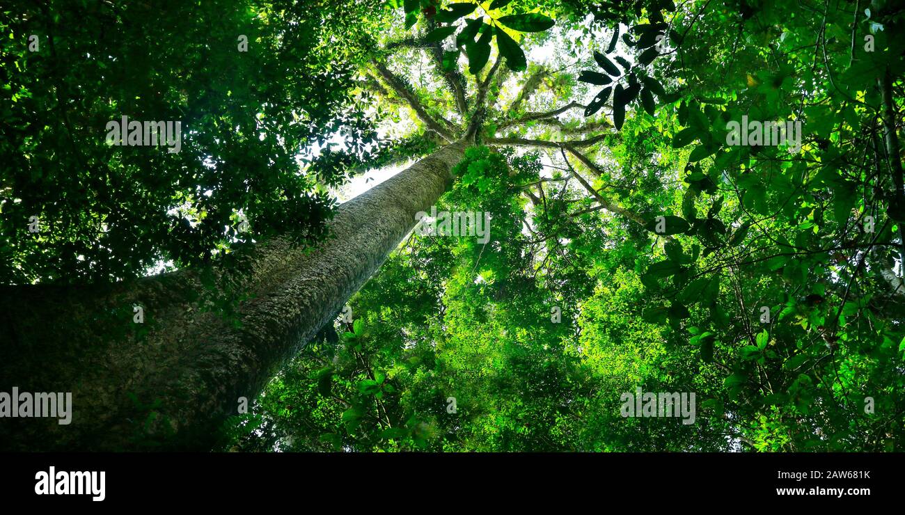 Alberi nella foresta pluviale del borneo in malesia Foto Stock