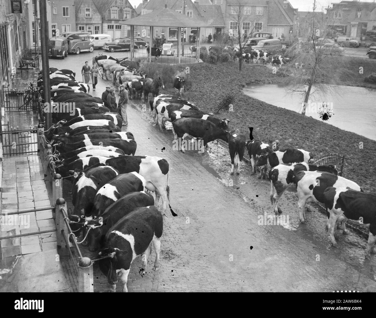 Mucche al mercato del bestiame a Zuidland Annotazione: Una mucca si trova nella bandstand Data: 1 febbraio 1953 Località: South Holland, Zuidland Parole Chiave: Mucche, mercati Foto Stock Mucche al mercato del bestiame a Zuidland Annotazione: Una mucca si trova nella bandstand Data: 1 febbraio 1953 Località: South Holland, Zuidland Parole Chiave: Mucche, mercati Foto Stock