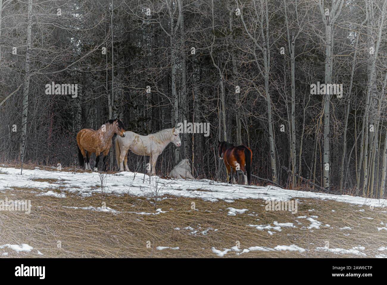 Wild Horses Nella Contea Di Clearwater, Alberta, Canada. Foto Stock