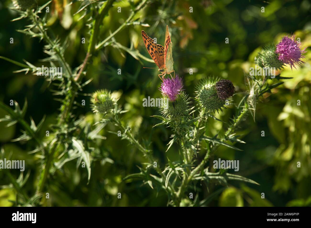 Bright bello arancio farfalla alveare ninfalis urticae sul viola thistle fiore Cárduus. Peste naturale di piante agricole e impollinatore di f Foto Stock