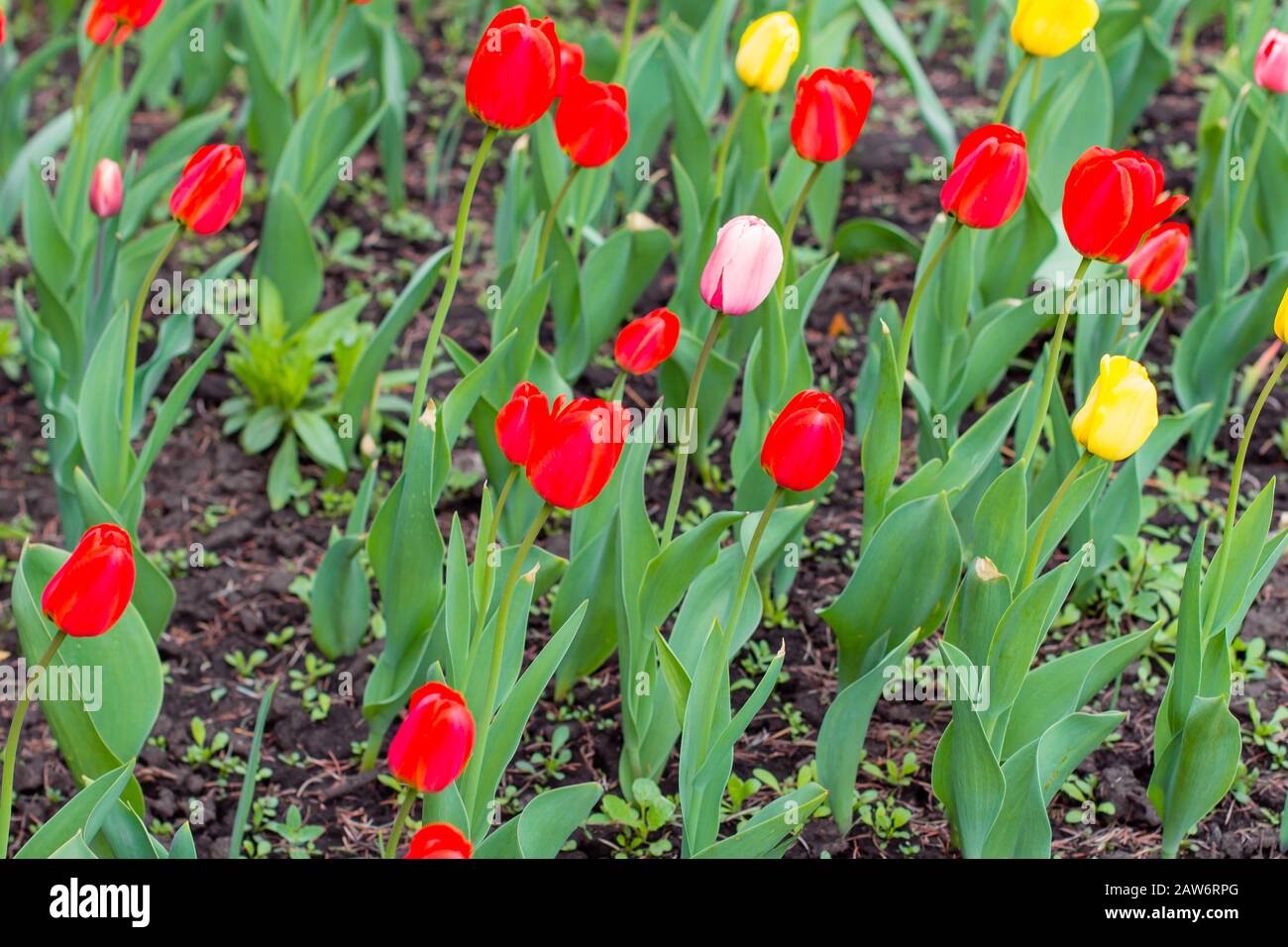 Campo di tulipani multicolore. Paesaggio primaverile. Foto Stock
