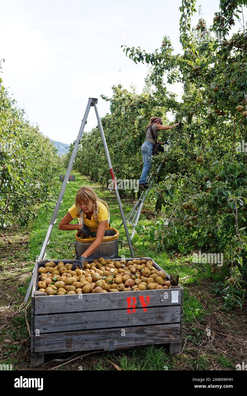 Motueka, TASMAN/NUOVA ZELANDA – 10 MARZO 2017: [Lavoratori stagionali, due giovani donne che raccolgono pere su un frutteto]. Foto Stock