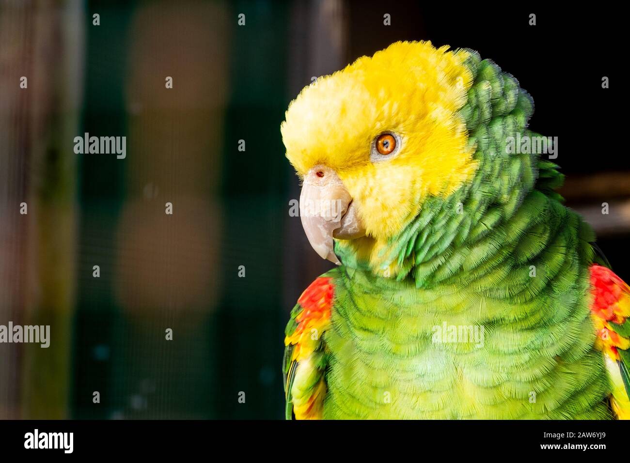 Primo piano di pappagallo doppio giallo-testa Amazon guardando a sinistra in piena piumaggio. Uccello Sudamericano A Rischio Di Estinzione. Animale domestico popolare. Sfondo bokeh Foto Stock