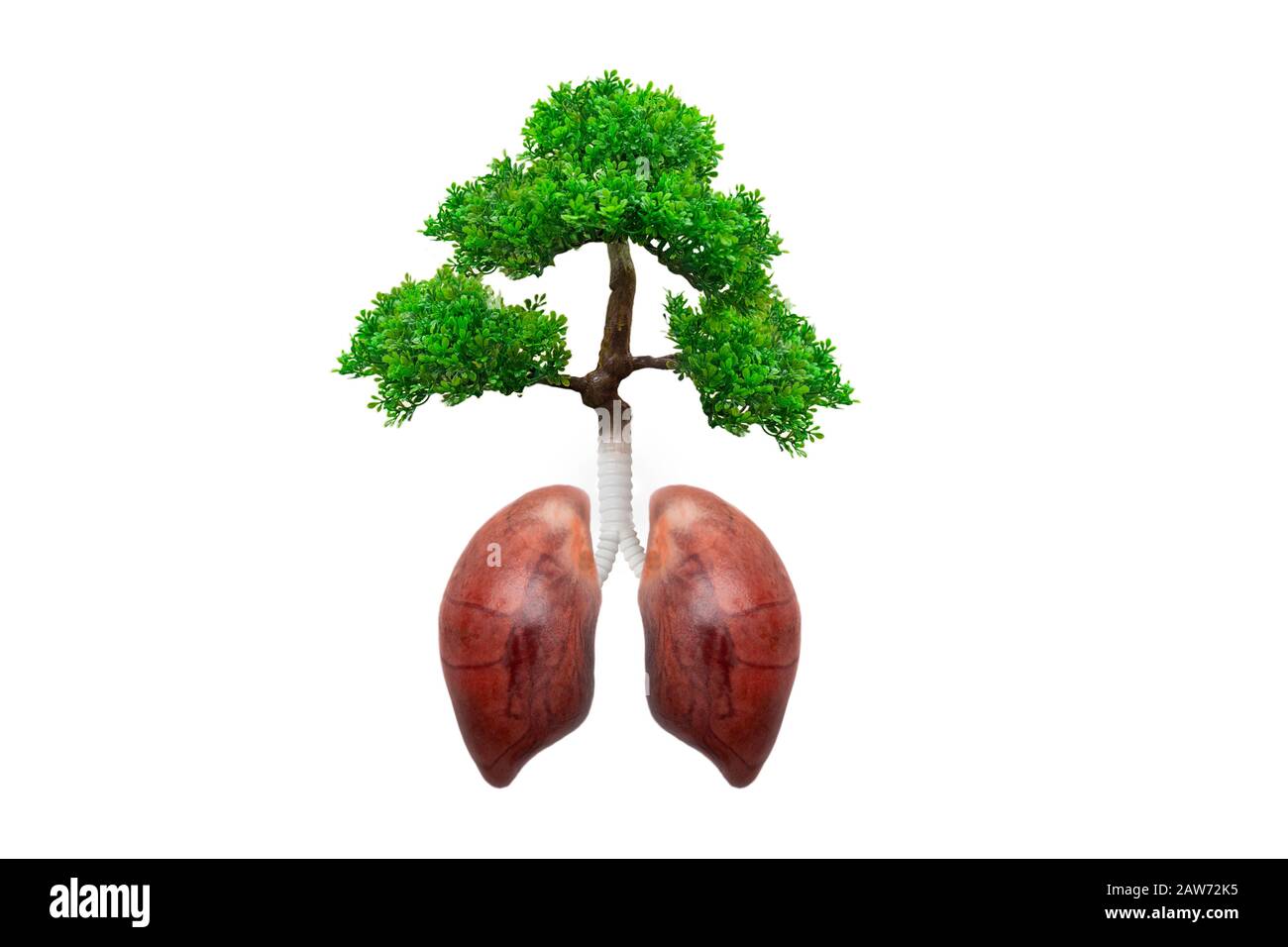 Polmoni tree.Healthy concetto di vita. Concetto di protezione forestale buon ambiente Foto Stock