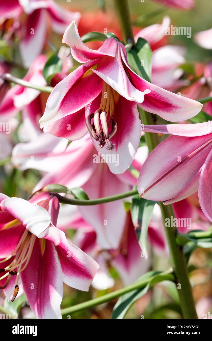 Lily Friso, Lilium Friso, Tree Lilies, Skyscraper Lilies, Orienpet, Friso Oriental Trumpet Lilies Foto Stock