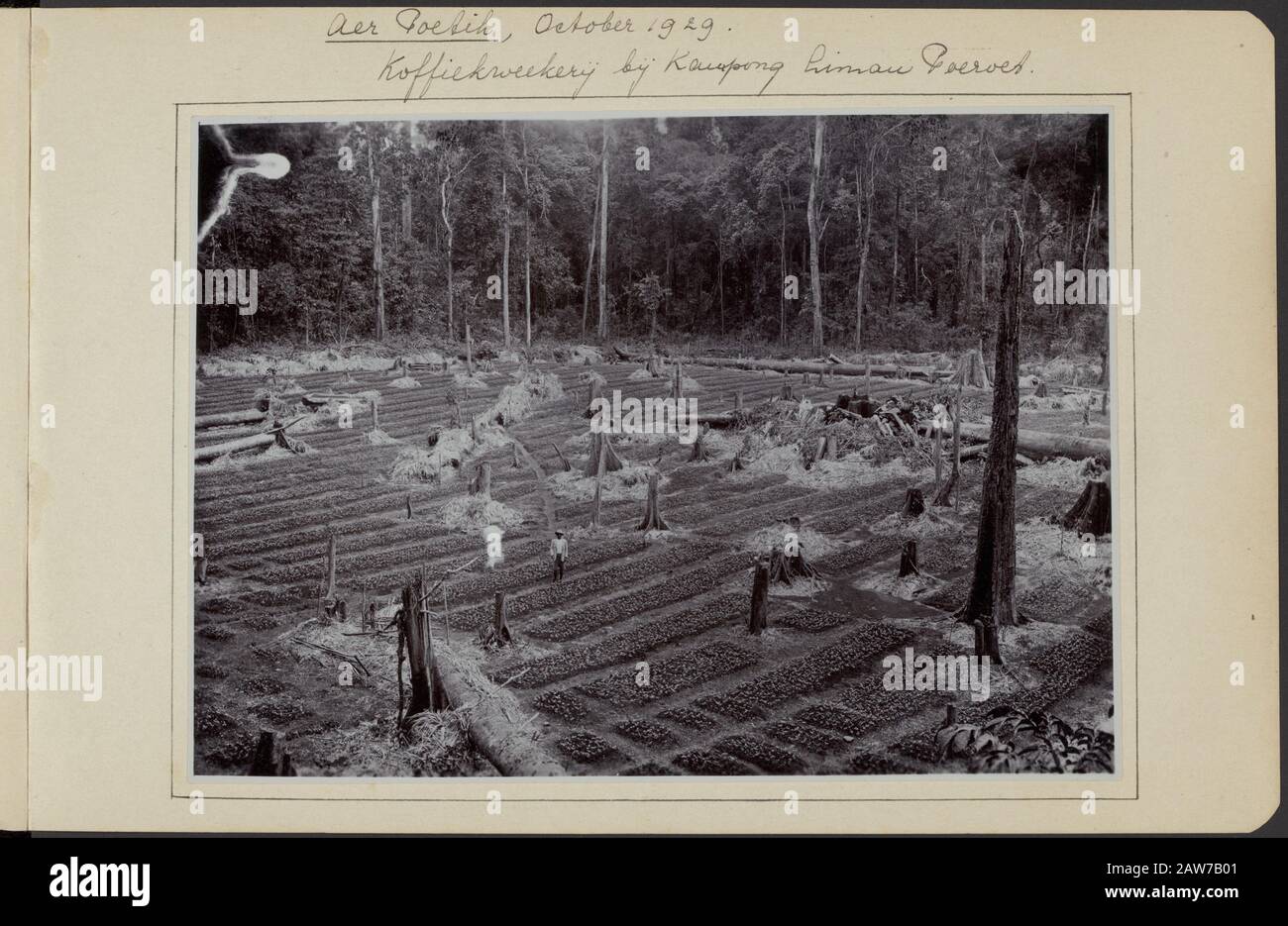 Album fotografico Deli Company: Enterprise Bukit Mali Tang / Aer Poetih descrizione: Piantagione di caffè della società Aer Poetih Annotazione: Titolo: Aer Poetih ottobre 1929 Koffiekweekkerij a Kampong Limau poeroet Data: Ottobre 1929 posizione: Aer Putih Air Putih, Sumatra Parole Chiave: Piantagioni di caffè Foto Stock