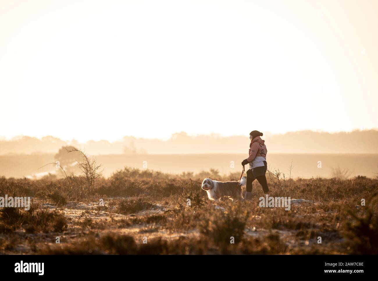 New Forest, Hampshire. 7th febbraio 2020. Tempo del Regno Unito: Una nebbia fredda iniziare la giornata nella New Forest. Credit Stuart Martin/Alamy Live News Foto Stock