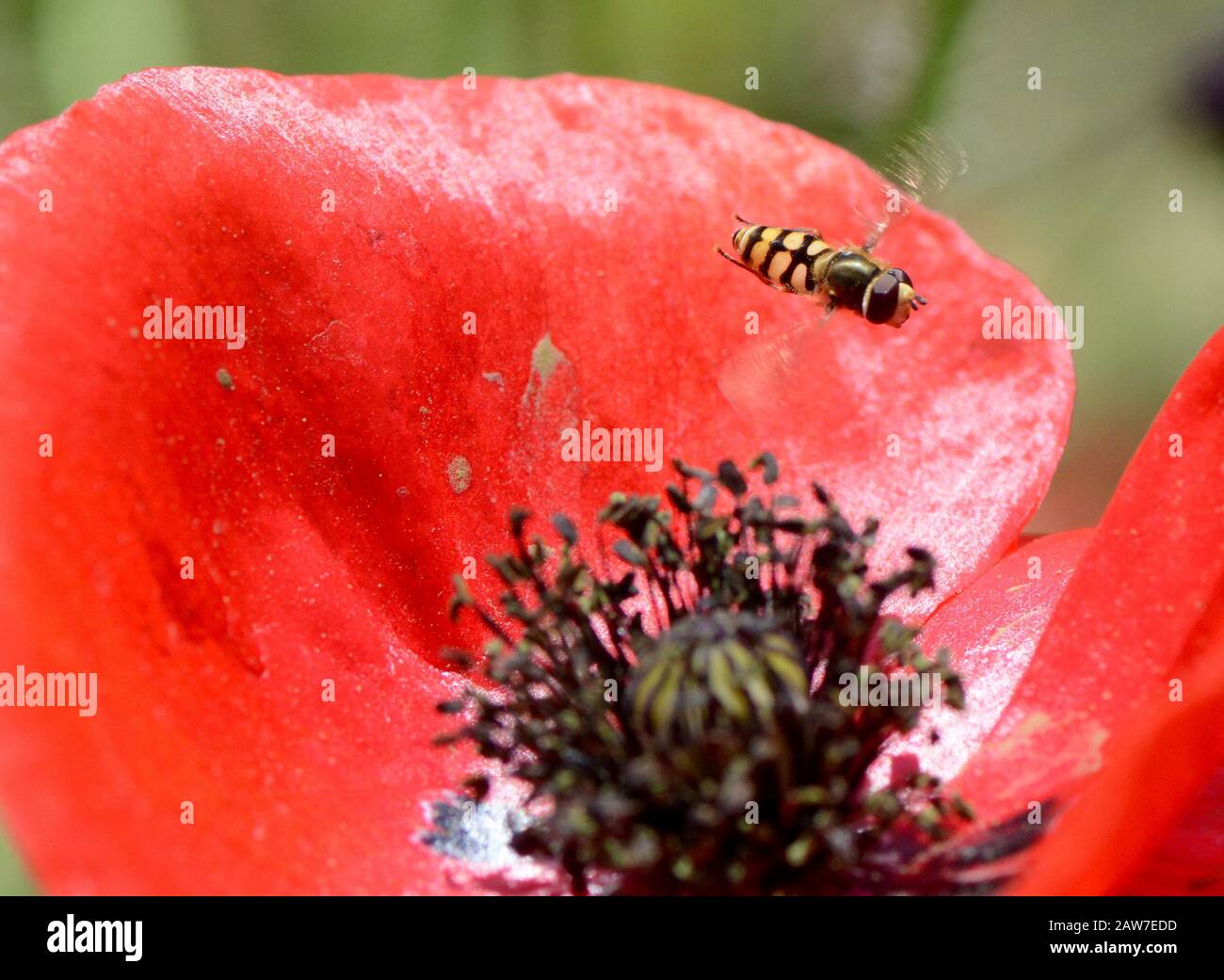 Hoverfly e papavero Foto Stock