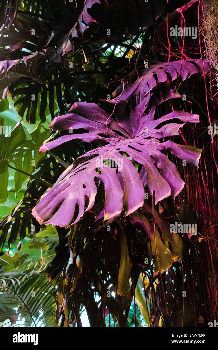 Foglie di palma tropicale di Monstera sfondo verde scuro, piante coltivate nel giardino botanico. Foto Stock