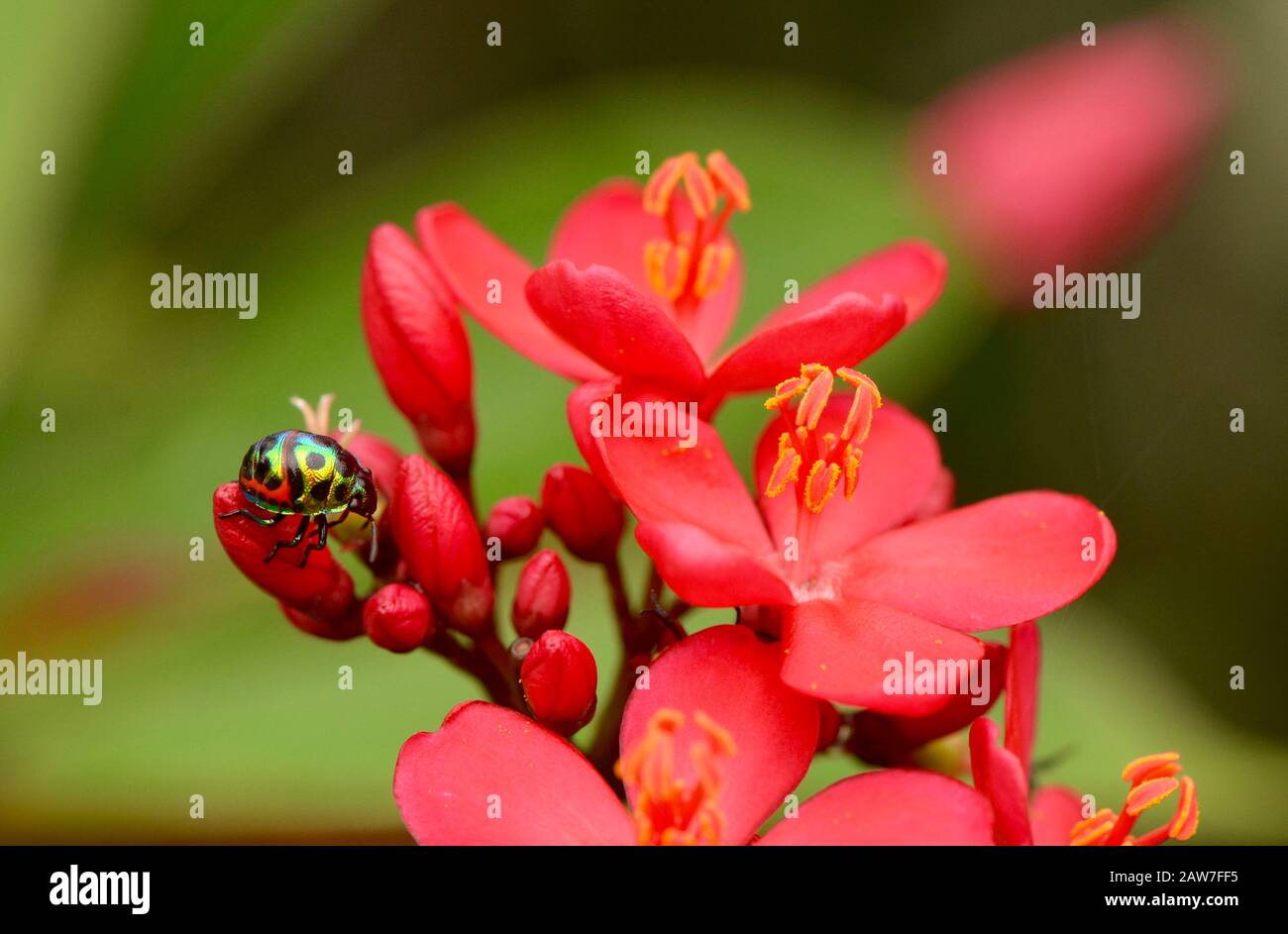 gioiello su un fiore rosso tropicale Foto Stock