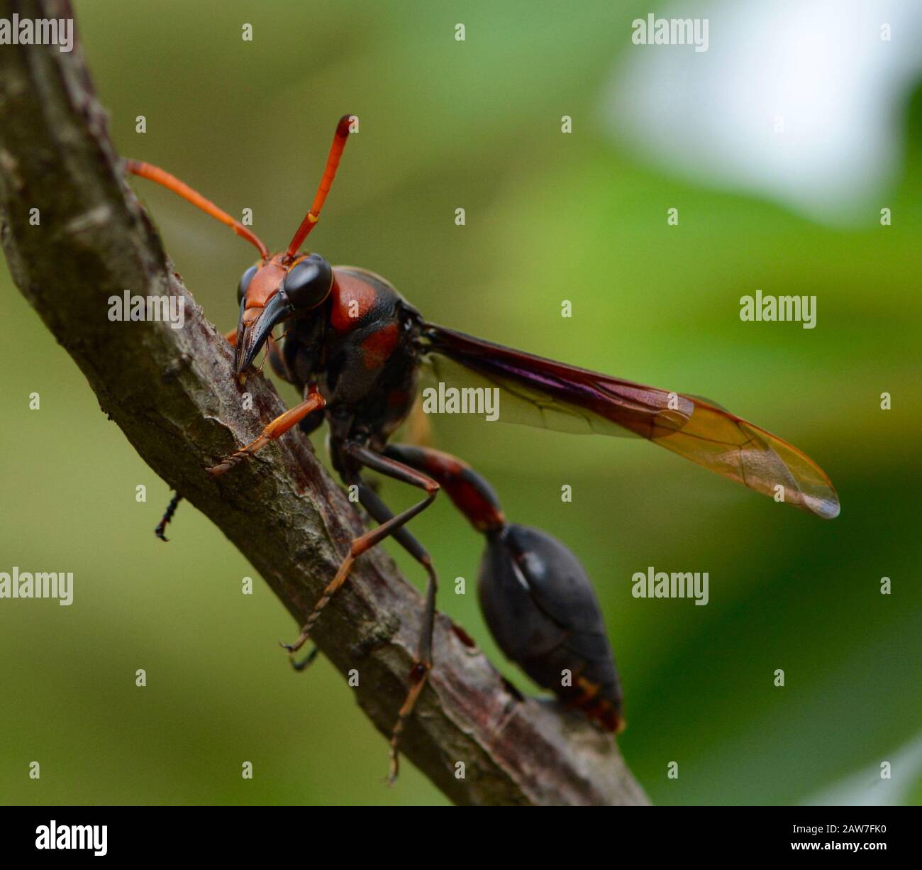 Vespa dauber di fango gigante in Malesia Foto Stock