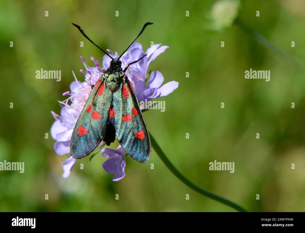 Burnett muto su fiore viola Foto Stock
