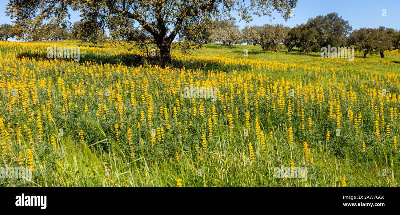 Fiori gialli di Lupin piante, lupino Albus in un campo con querce da sughero, Quercus suber, vicino a Viana do Alentejo, Portogallo, Europa meridionale Foto Stock