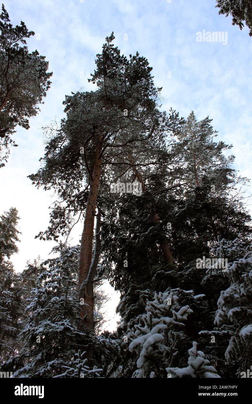 Alberi di conifere dal basso Foto Stock