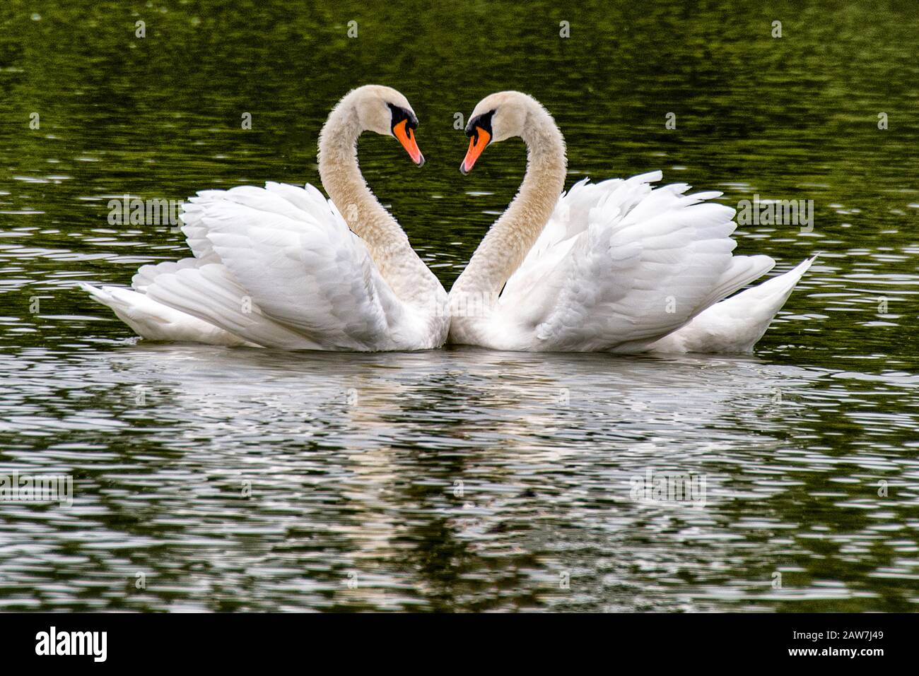san valentino, San Valentino, San Valentino, San Valentino, romantici due cigni su un lago, simbolo cuore forma d'amore, San Valentino Foto Stock