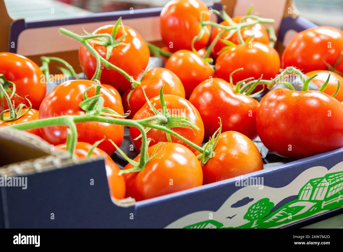 I pomodori rossi di vite selezionati e imballati in scatole sono pronti per essere inviati dalla serra al commercio. Foto Stock