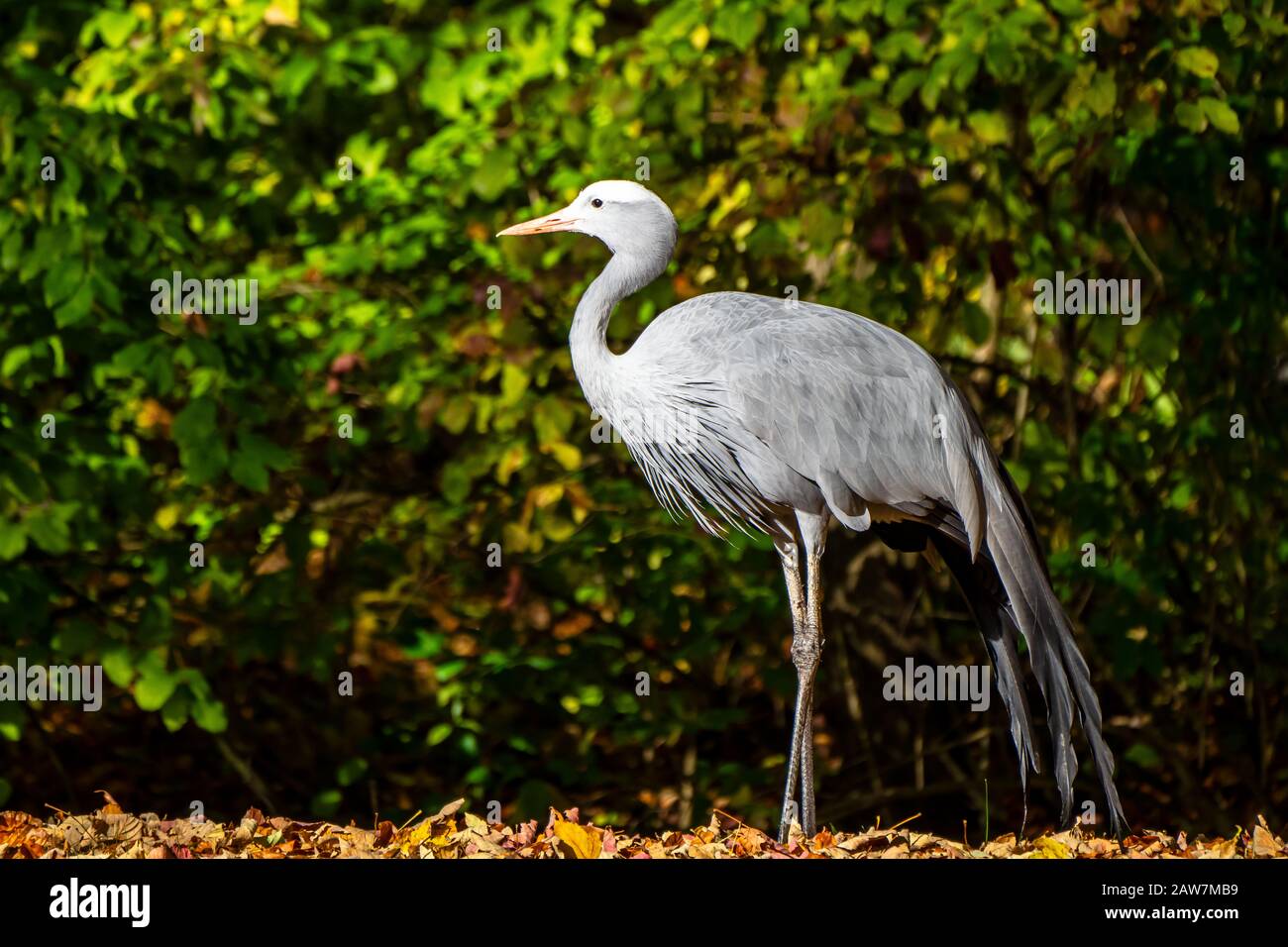 Il Blue Crane, Grus paradisaea, è un uccello in pericolo Foto Stock