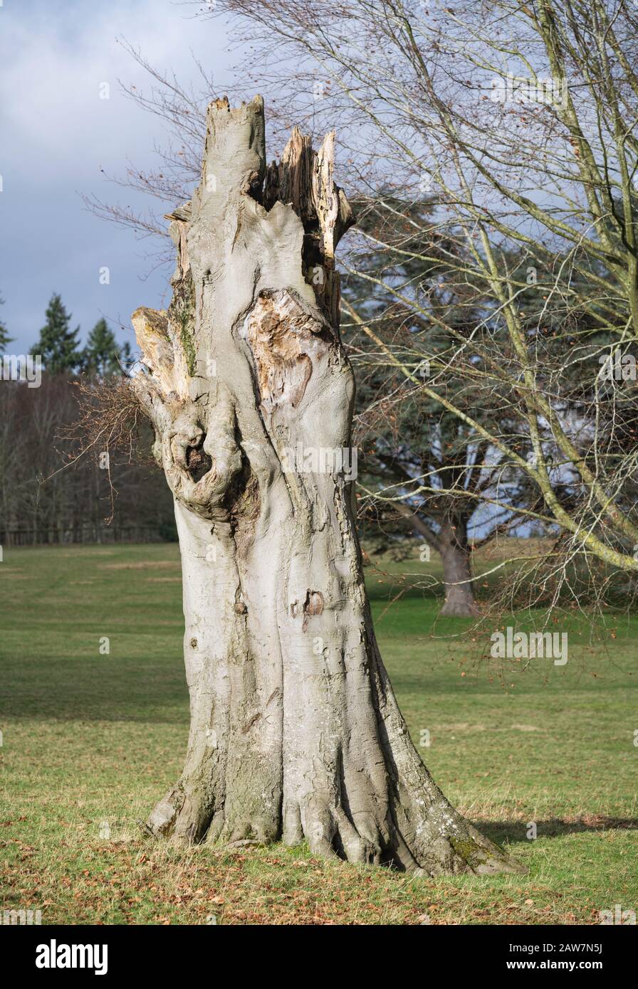 Tronco rotto di albero morto nel parco UK Foto Stock