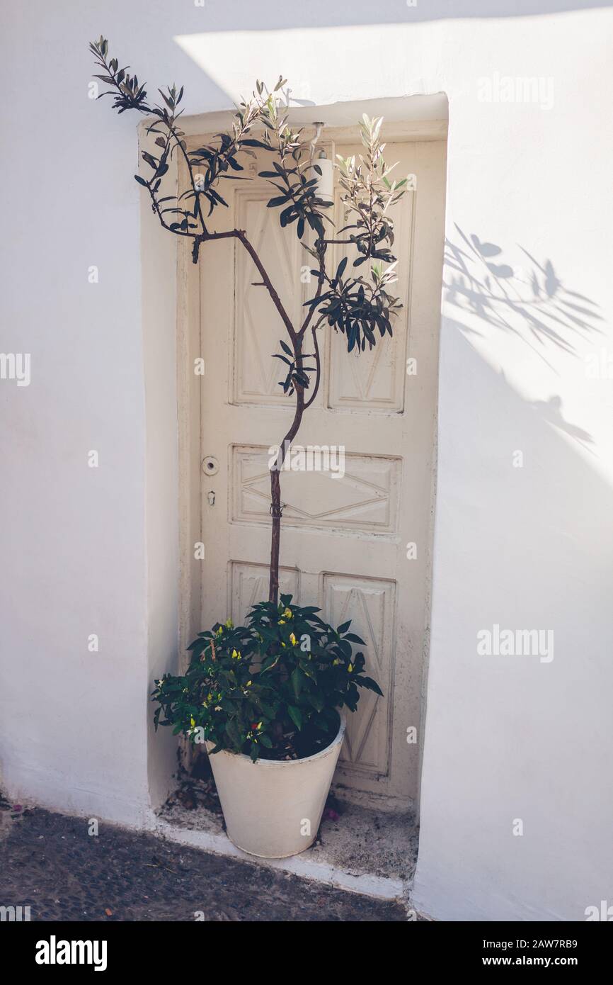 L'olivo cresce in vaso da porte bianche sull'isola di Santorini, Grecia. Decorazione di strada. Design esterno Foto Stock