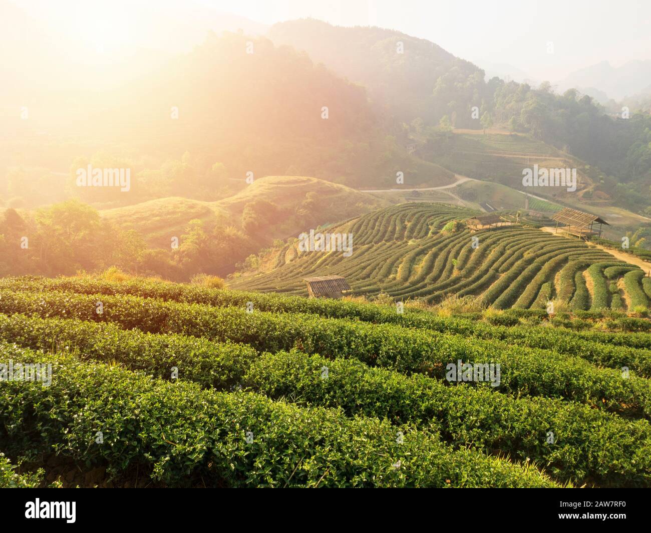 belle piantagioni di campo da tè al mattino con alba per il prodotto del tè sfondo Foto Stock