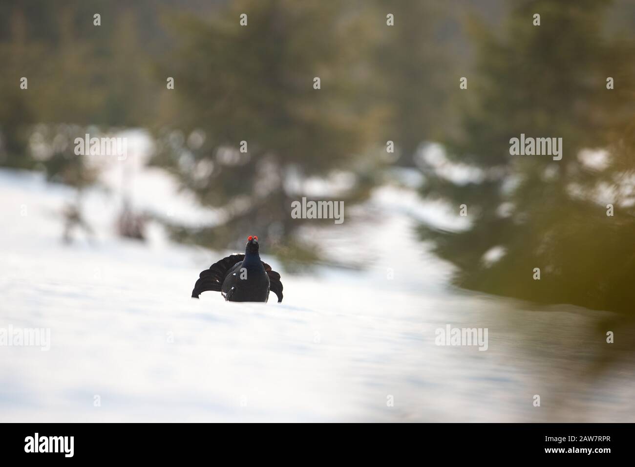 Uccello di gioco, gallo nero, che mostra in natura Foto Stock