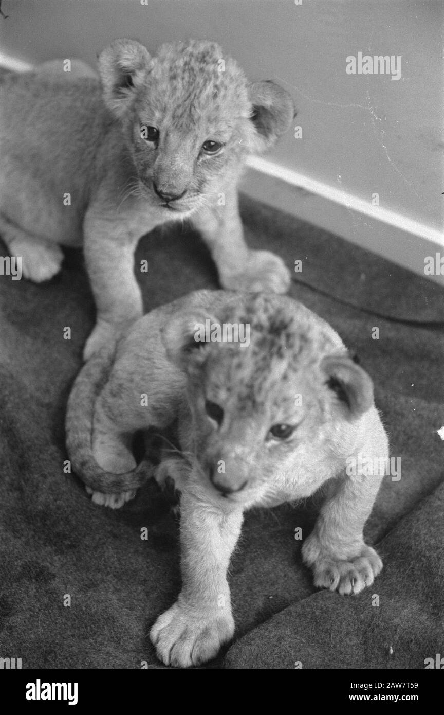 Lioness Manda ha ancora due giovani cast Data: 8 dicembre 1960 Parole Chiave: Cubs Persona Nome: Manda Foto Stock
