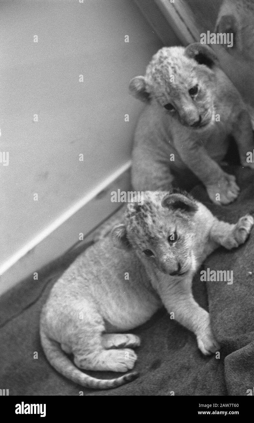 Lioness Manda ha ancora due giovani cast Data: 8 dicembre 1960 Parole Chiave: Cubs Persona Nome: Manda Foto Stock