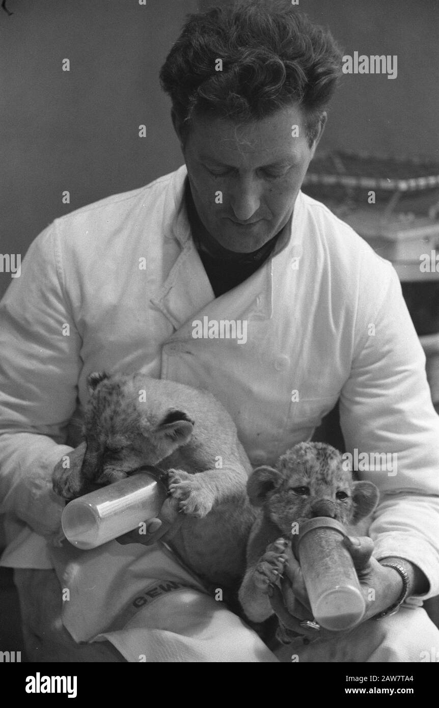 La leonessa Manda ha ancora due giovani cast, i leoni ottenere la bottiglia ordinata Data: 8 dicembre 1960 Parole Chiave: Cubs Persona Nome: Manda Foto Stock