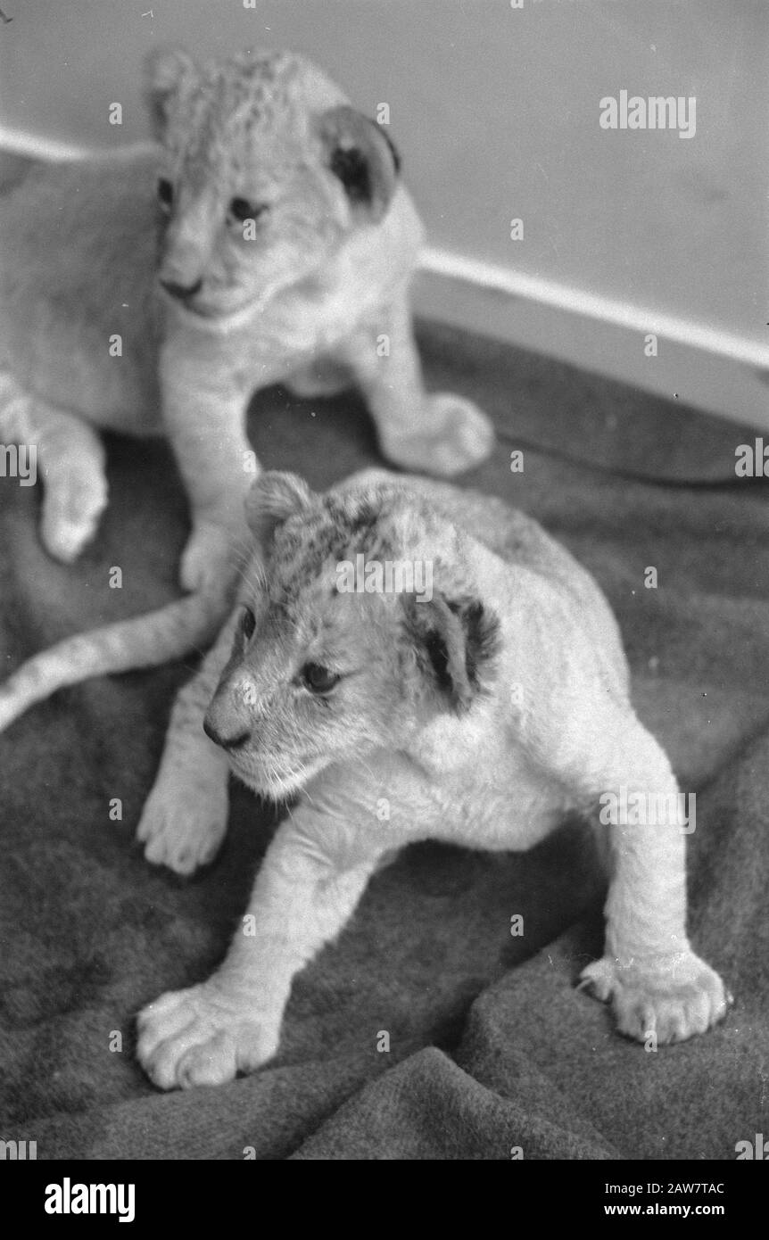 La leonessa Manda ha di nuovo gettato due ragazzi, il figlio e figlia di madre Manda data: 8 dicembre 1960 Parole Chiave: Cubs Persona Nome: Manda Foto Stock