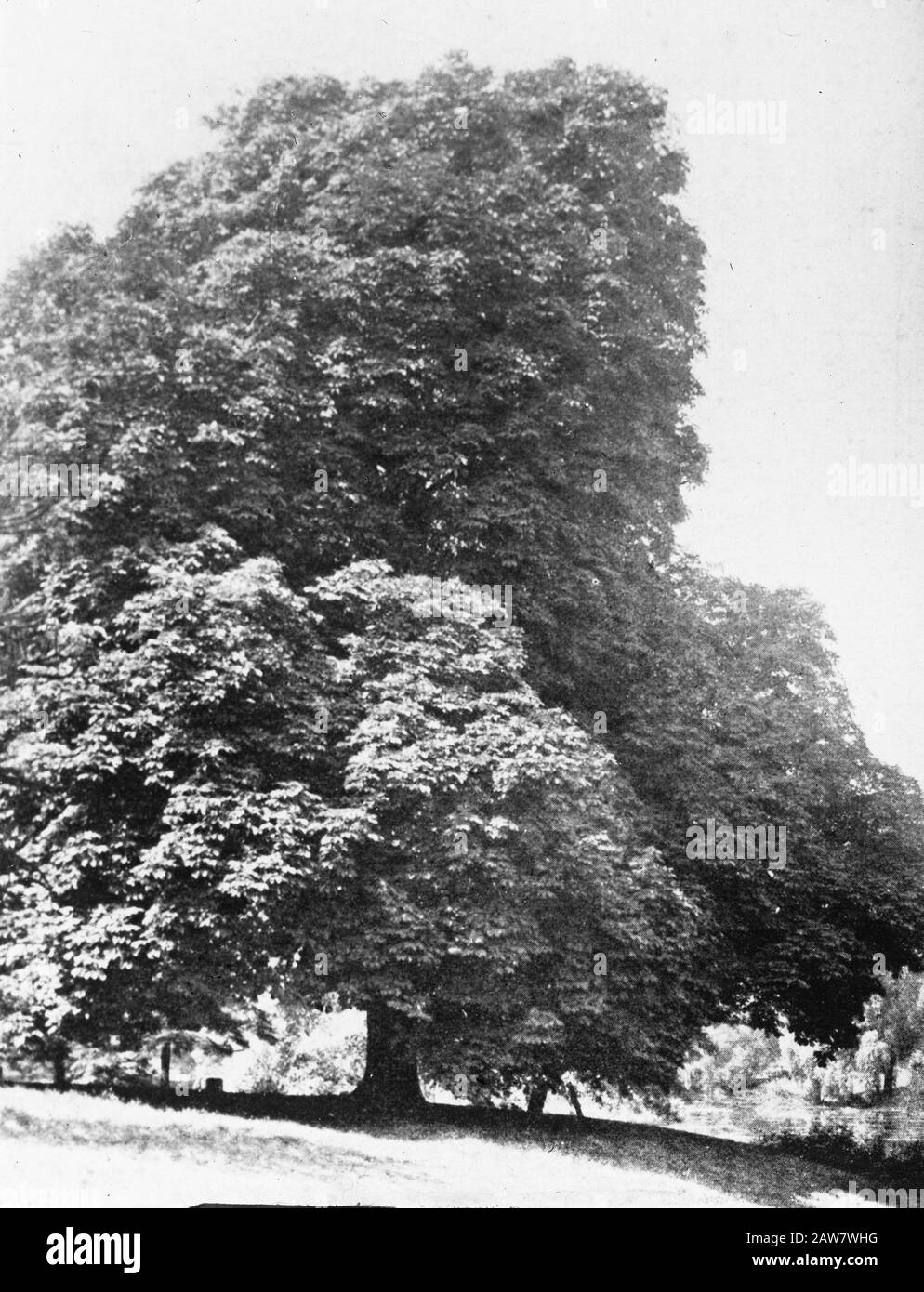 Decidue, alberi, foreste, viali, botaniche, castagne, Data: Parole Chiave dense: Alberi, foreste, botaniche, viali, latifoglie Nome Persona: Castagna selvatica , Foto Stock