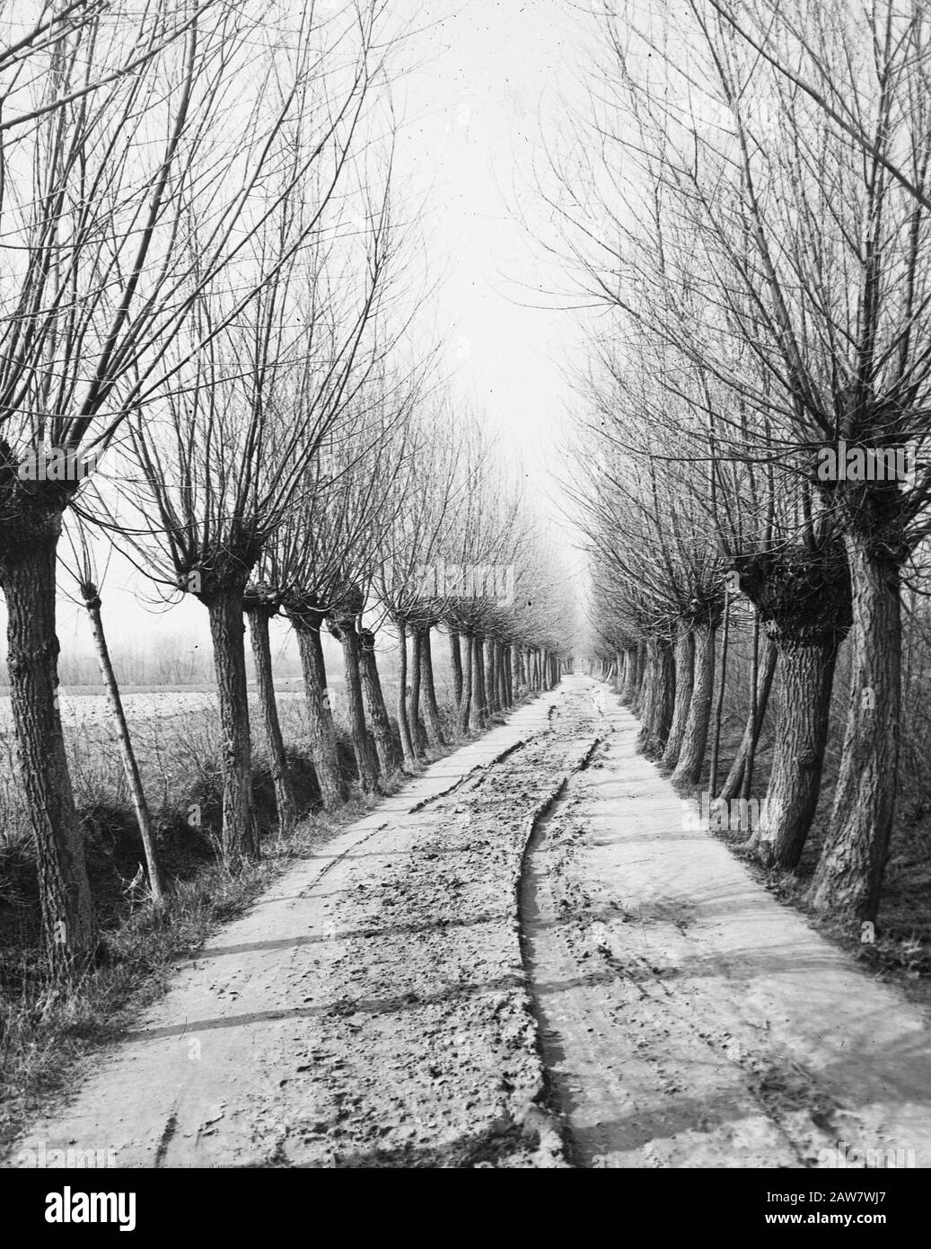 Decidue, alberi, foreste, viali, botaniche, salici Data: Parole Chiave dense: Alberi, foreste, botaniche, viali, latifoglie Nome Persona: TADS Foto Stock