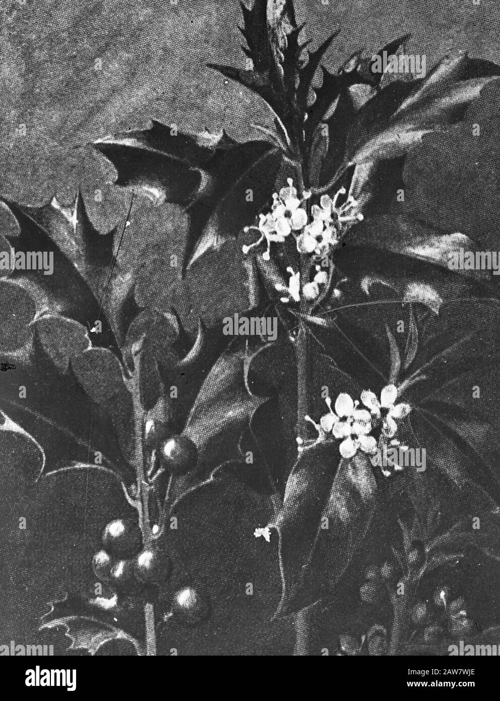 Decidue, alberi, foreste, viali, botaniche, ilex aquifolium (holly) Data: Parole Chiave dense: Alberi, foreste, botaniche, viali, latifoglie Nome: Ilex aquifolium (holly) Foto Stock