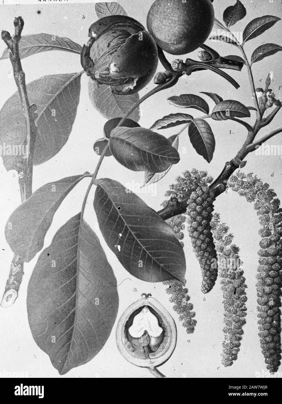 Decidue, alberi, foreste, viali, botaniche, Juglans regia (noce) Data: Parole Chiave dense: Alberi, foreste, botaniche, viali, latifoglie Nome Persona: Juglans regia (noce) Foto Stock