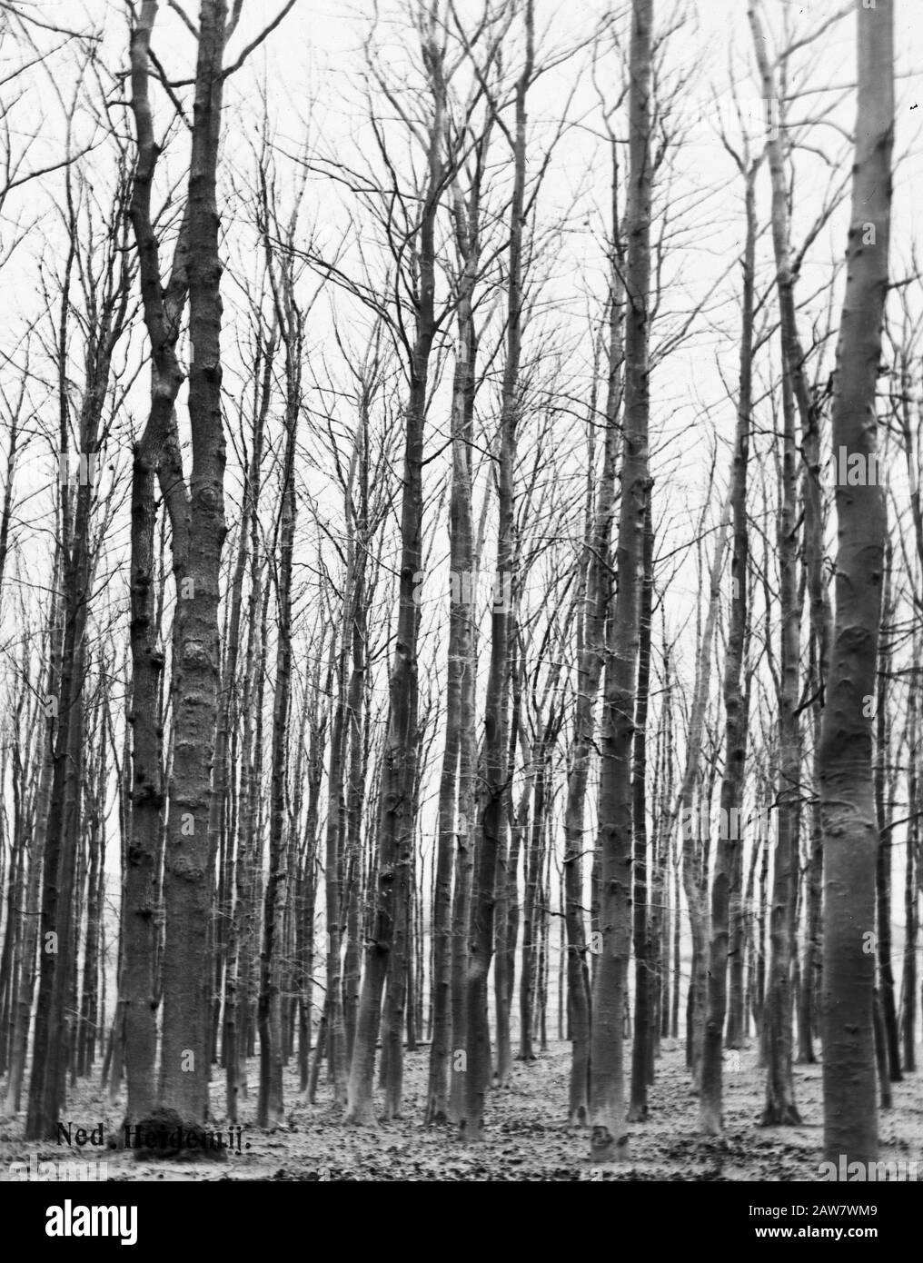 Decidue, alberi, foreste, viali, botaniche, faggi Data: Parole Chiave dense: Alberi, foreste, botaniche, viali, latifoglie Nome Persona: Faggio Foto Stock