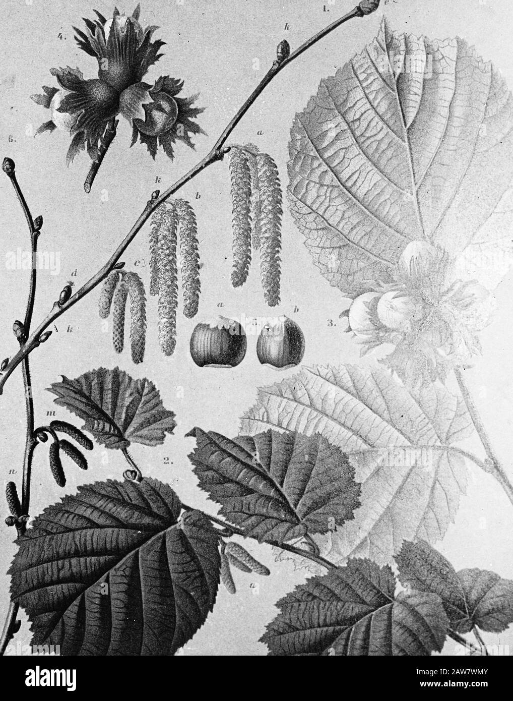 Decidue, alberi, foreste, viali, botaniche, Corylus Avellana (Hazel) Data: Parole Chiave dense: Alberi, foreste, botaniche, viali, latifoglie Nome Persona: Corylus avellana (nocciola) Foto Stock