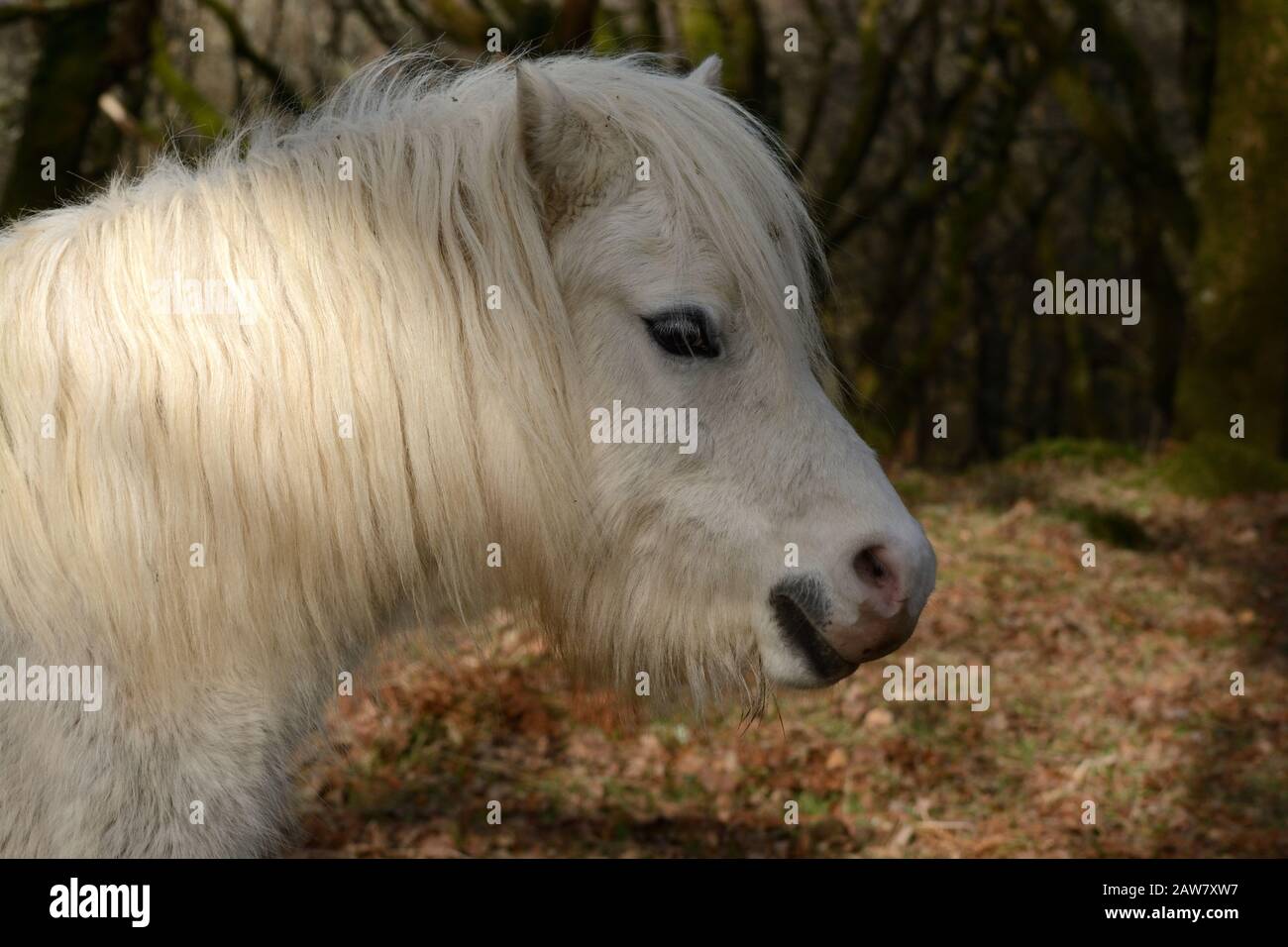 Testa di pony bianco in bosco Foto Stock
