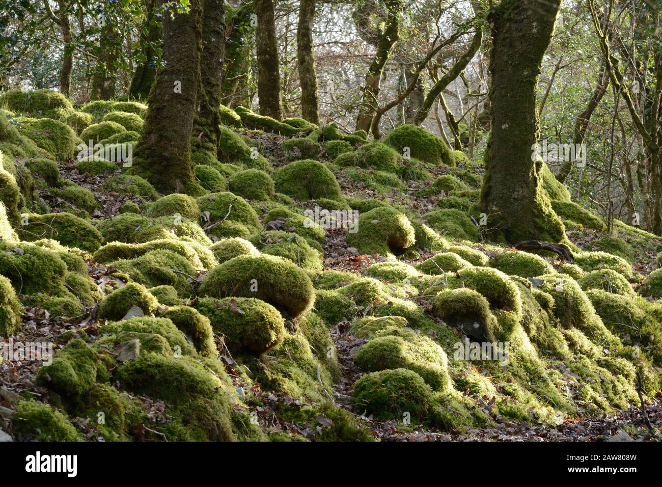 Muschio e lichen ricoperti di massi e speroni rocciosi Coed Ty Canol National Nature Reserve gallese antico bosco Pembrokeshire Galles UK Foto Stock