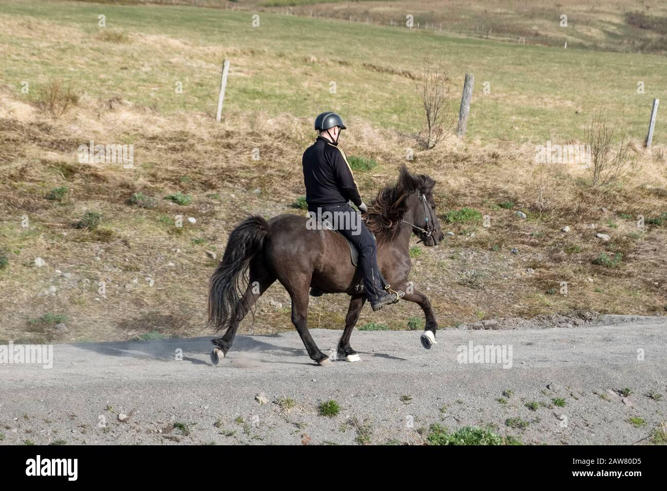 Un cavallo islandese e un cavaliere mostrano il tölt, l'insolita andatura tra una passeggiata e un cantro per cui questa razza è conosciuta Foto Stock