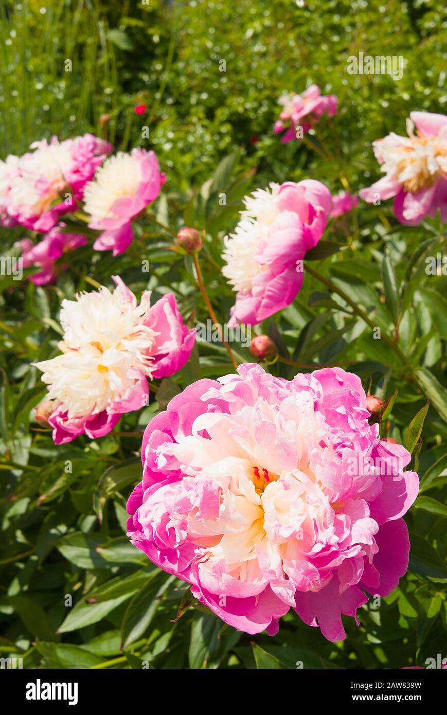 Peony Bowl di bellezza fioritura in un giardino inglese che aggiunge profumo leggero all'aria Foto Stock