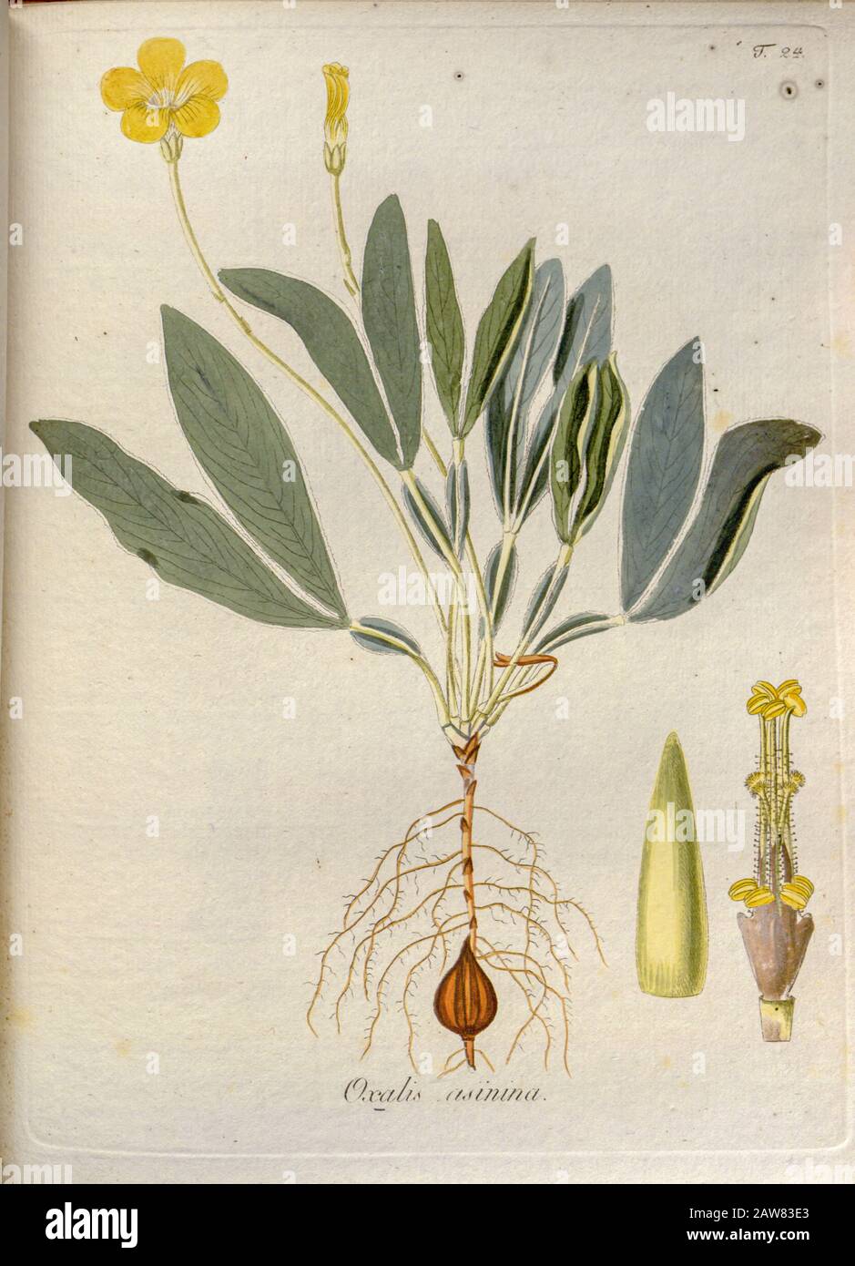 Woodsorrel (Oxalis asinina). Illustrazione di 'Oxalis Monographia iconibus illustrata' di Nikolaus Joseph Jacquin (1797-1798). Pubblicato nel 1794 Foto Stock