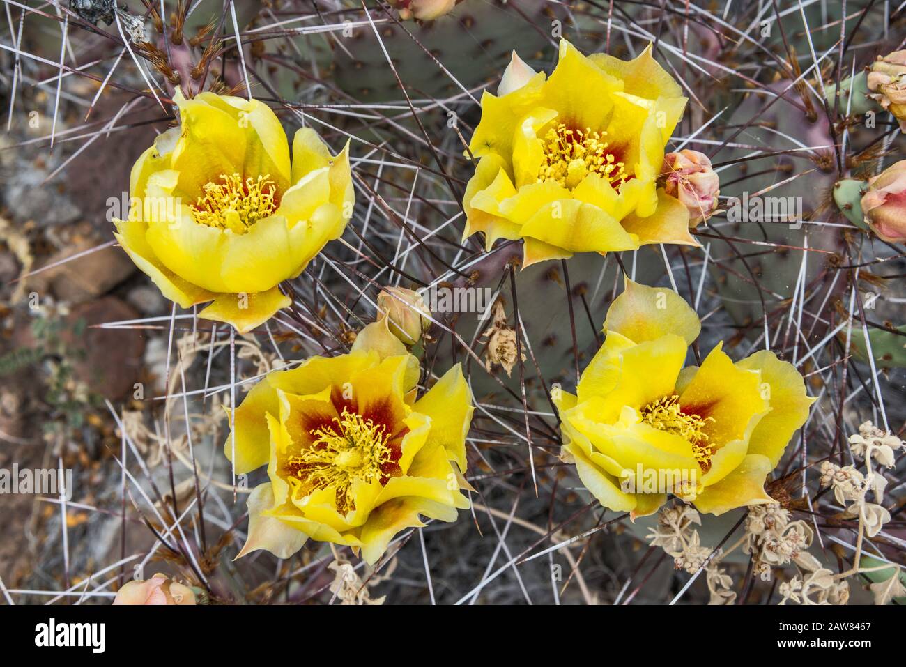 Cactus di pera prickly in fiore, deserto di Chihuahuan, Parco Nazionale di Big Bend, Texas, Stati Uniti Foto Stock