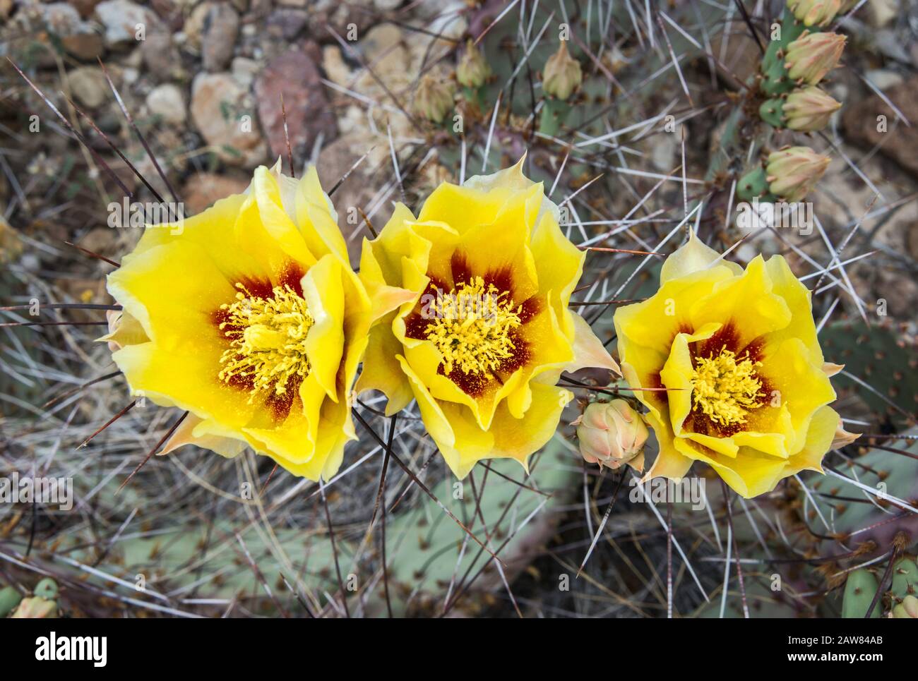 Cactus di pera prickly in fiore, deserto di Chihuahuan, Parco Nazionale di Big Bend, Texas, Stati Uniti Foto Stock