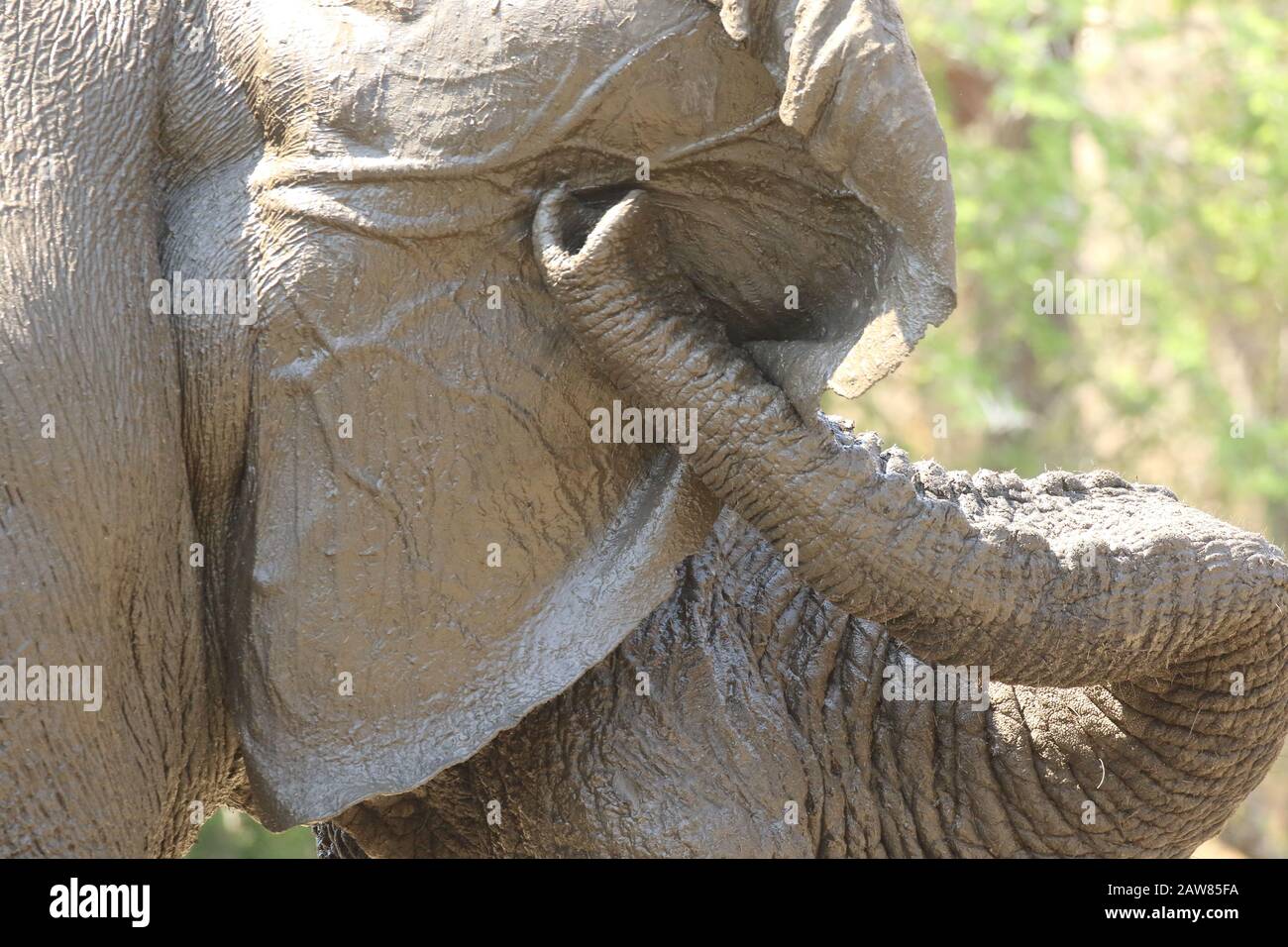 elefante graffiare l'orecchio Foto Stock
