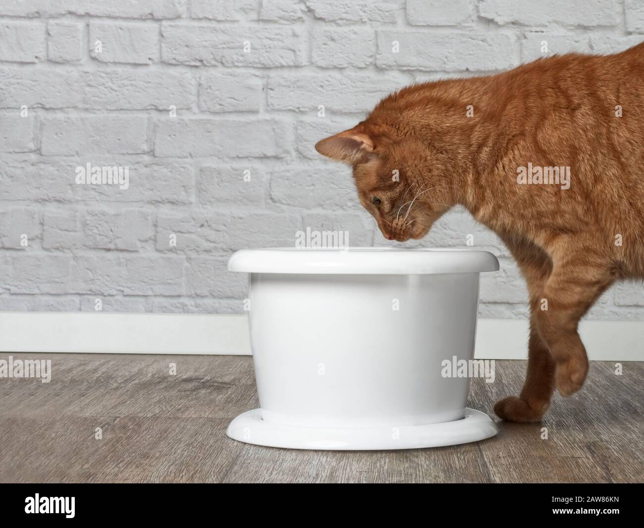 Gatto assetato di zenzero che beve acqua da una fontana da bere dell'animale domestico. Vista laterale con spazio di copia. Foto Stock