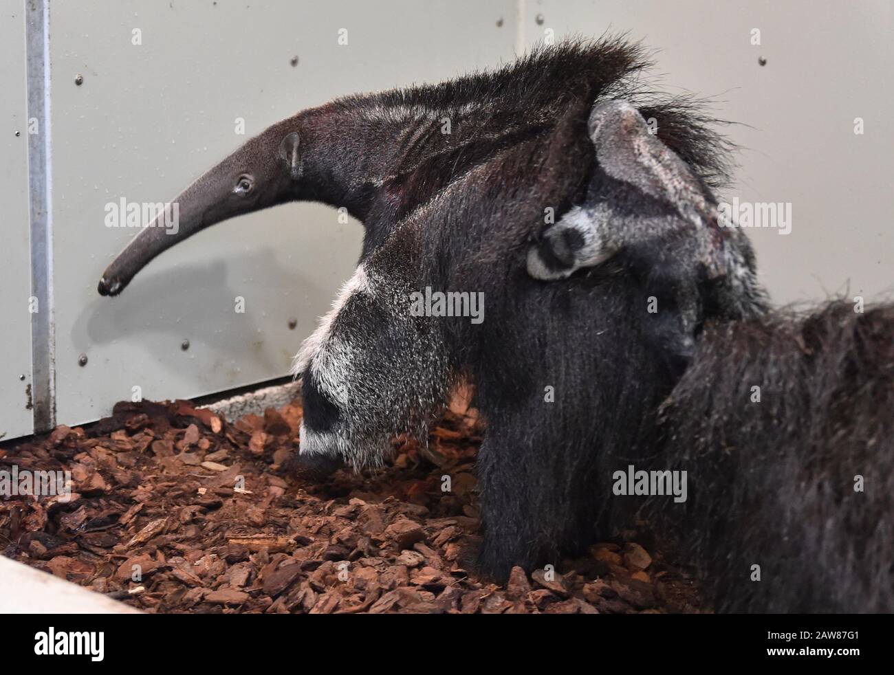 Zlin, Repubblica Ceca. 07th Feb, 2020. Una gigantesca scrofa di anteater (Myrmechophaga tridactyla) con un cucciolo maschio sul suo dorso è visibile nello Zoo di Zlin, Repubblica Ceca, il 7 febbraio 2020. Credito: Dalibor Gluck/Ctk Foto/Alamy Live News Foto Stock