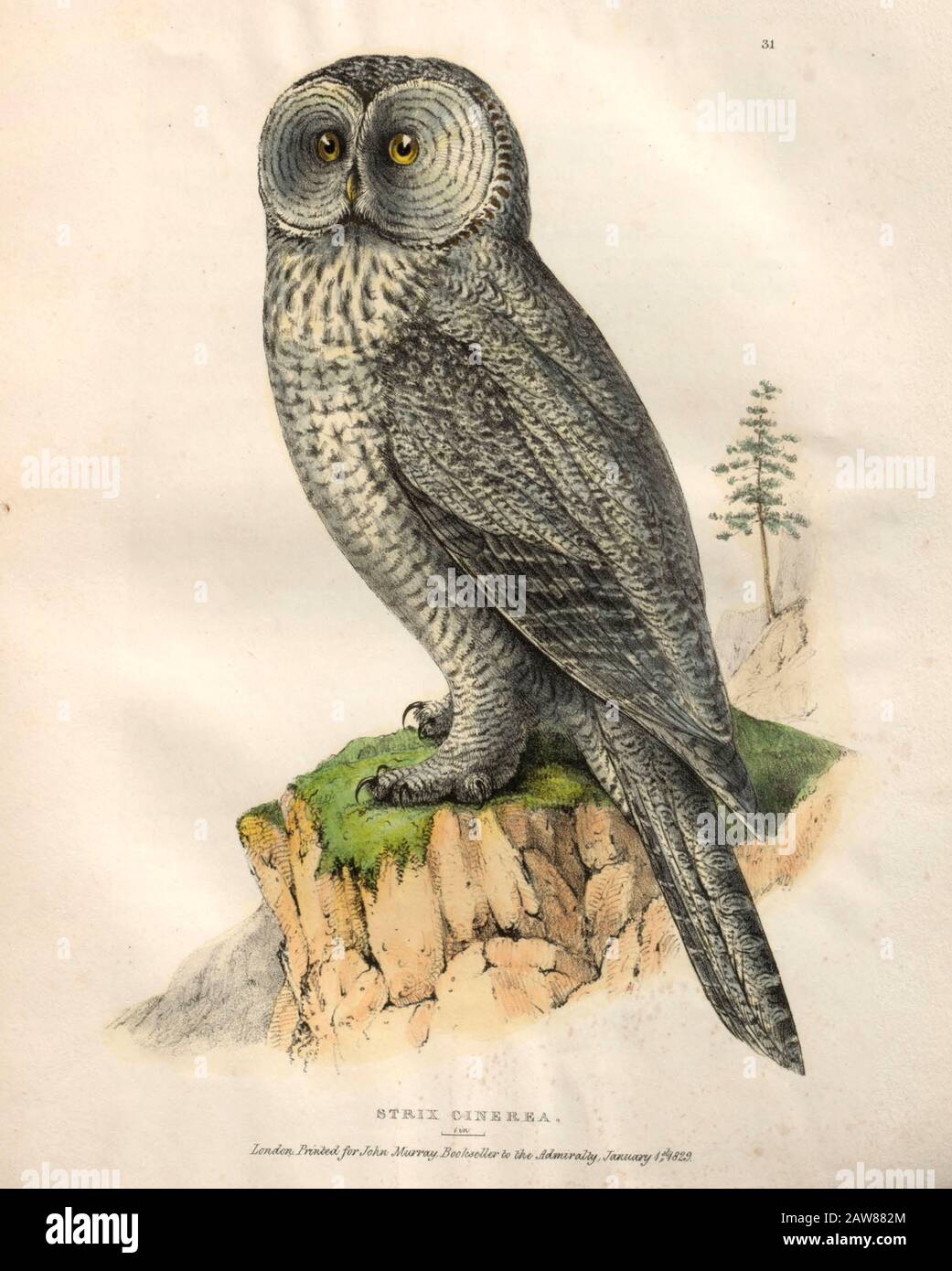Strix nebulosa (Great Gray Owl) piatto colorato di uccelli nordamericani provenienti da Fauna boreali-americana; Oppure, La zoologia delle parti settentrionali dell'America Britannica, contenente descrizioni degli oggetti della storia naturale raccolti sulle spedizioni di terra del nord ritardato sotto il comando di Capt. Sir John Franklin da Richardson, John, Sir, 1787-1865 Pubblicato 1829 Foto Stock