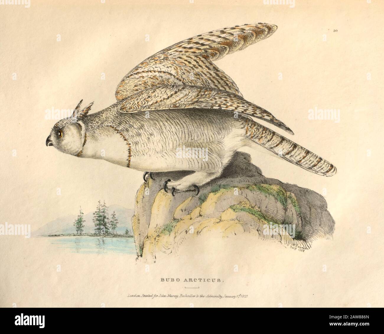 Grande gufo cornuto (bubo arcticus) piatto colorato di uccelli nordamericani da fauna boreali-americana; Oppure, La zoologia delle parti settentrionali dell'America Britannica, contenente descrizioni degli oggetti della storia naturale raccolti sulle spedizioni di terra del nord ritardato sotto il comando di Capt. Sir John Franklin da Richardson, John, Sir, 1787-1865 Pubblicato 1829 Foto Stock