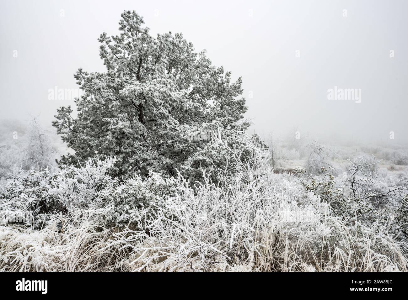 Nebbia congelata, nota anche come glassa atmosferica sulle piante, deserto di Chihuahuan, Big Bend National Park, Texas, USA Foto Stock